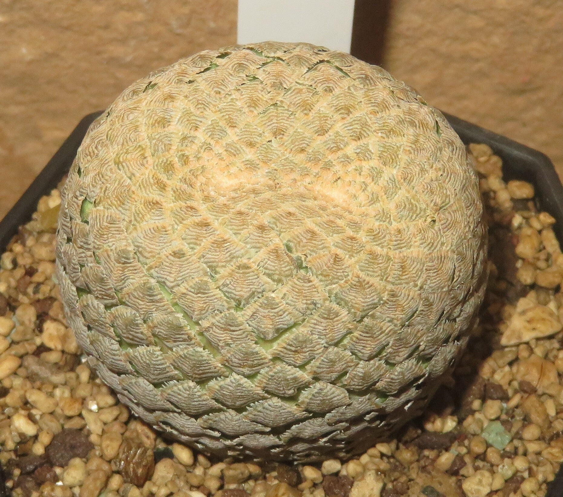 Euphorbia piscidermis Dichotom ca. 4,4cm Durchmesser