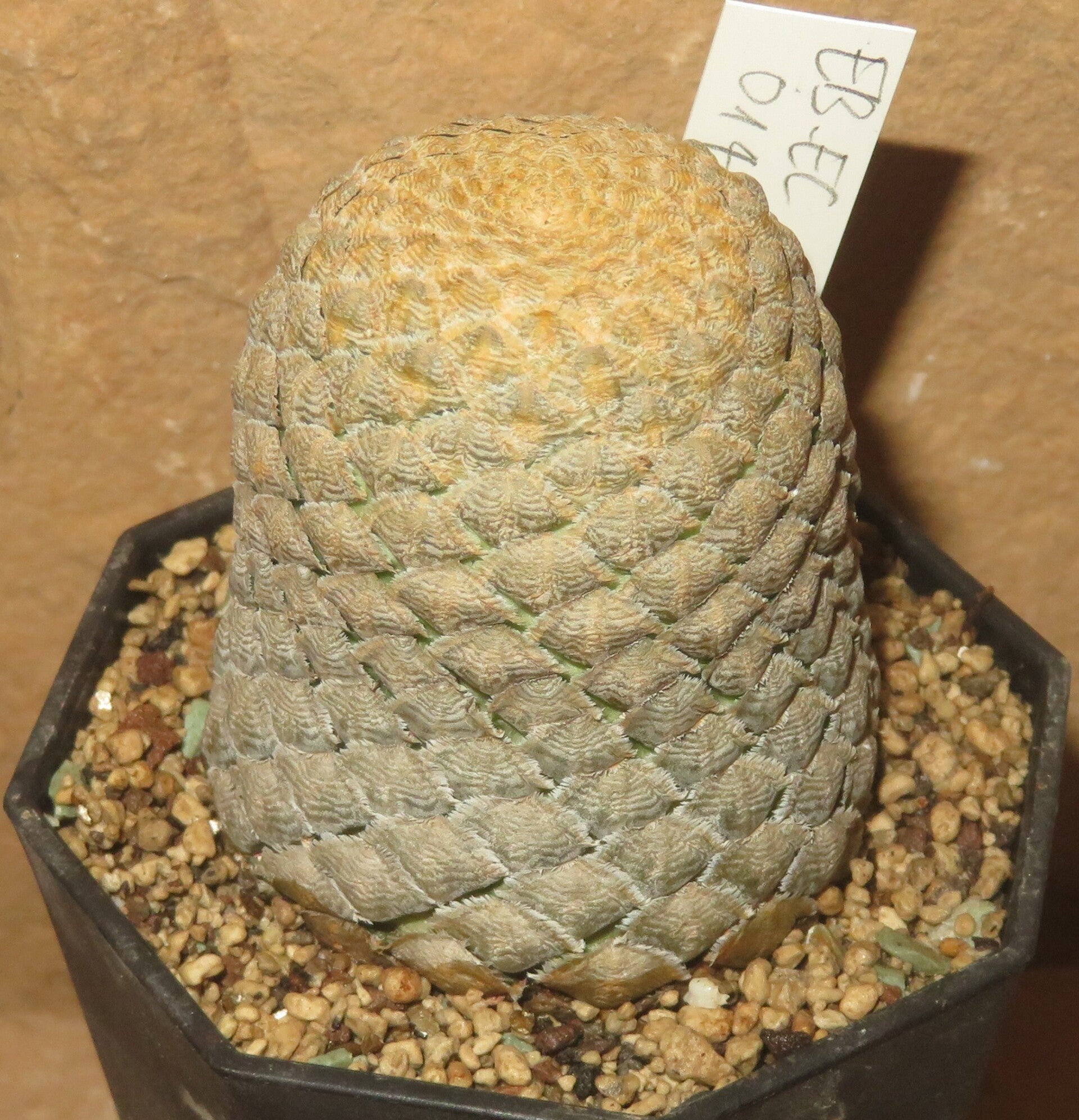 Euphorbia piscidermis ca. 4,6cm Durchmesser