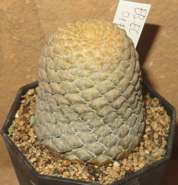 Euphorbia piscidermis ca. 4,6cm Durchmesser