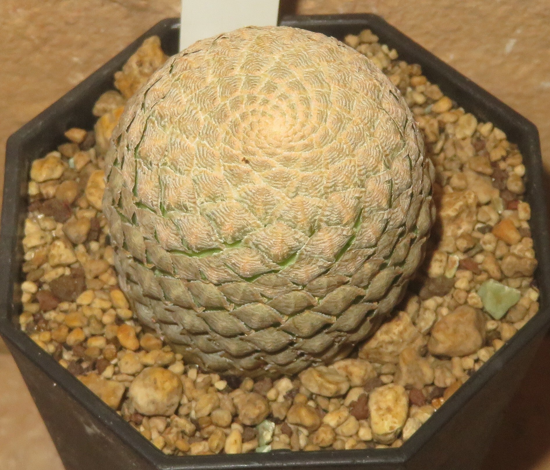 Euphorbia piscidermis ca. 4cm Durchmesser