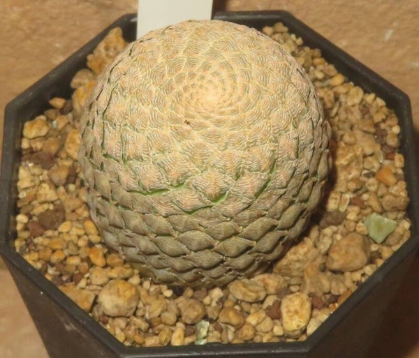 Euphorbia piscidermis ca. 4cm Durchmesser