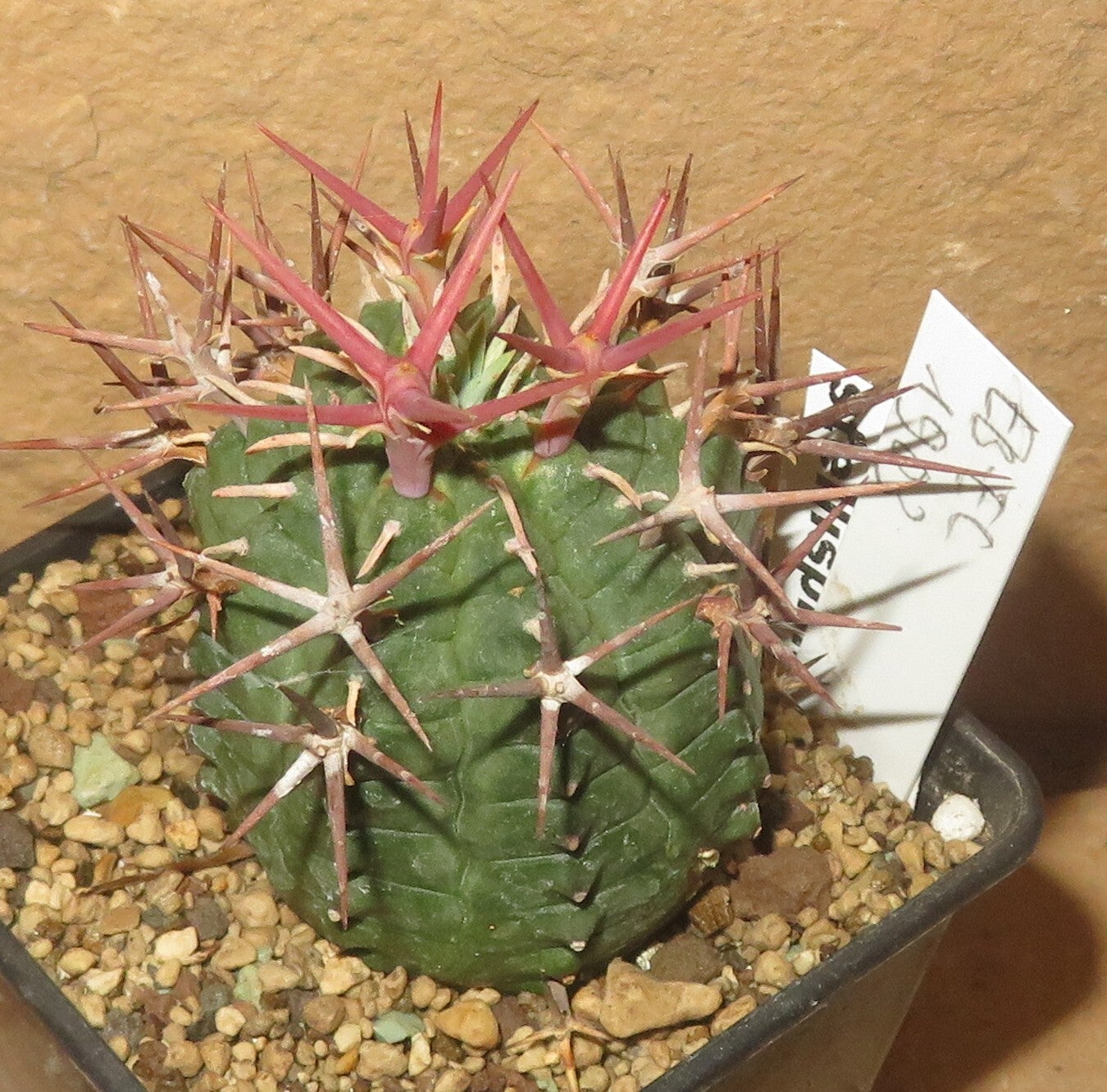Euphorbia stellispina