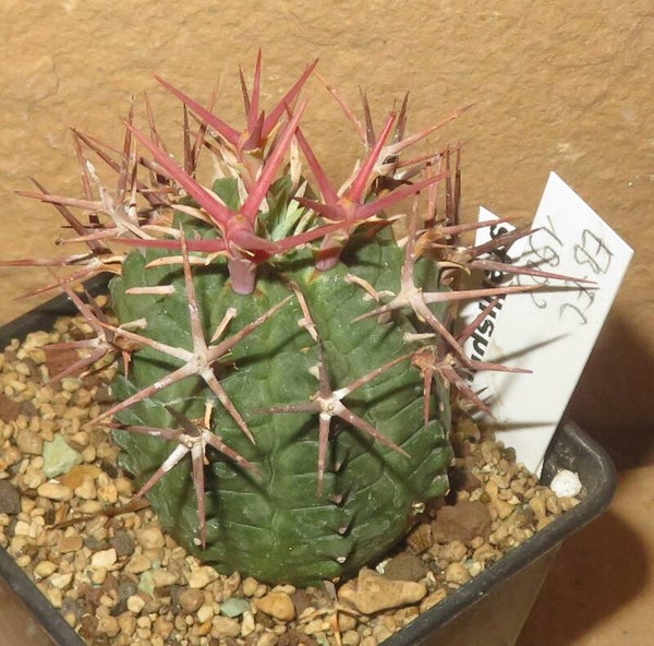 Euphorbia stellispina