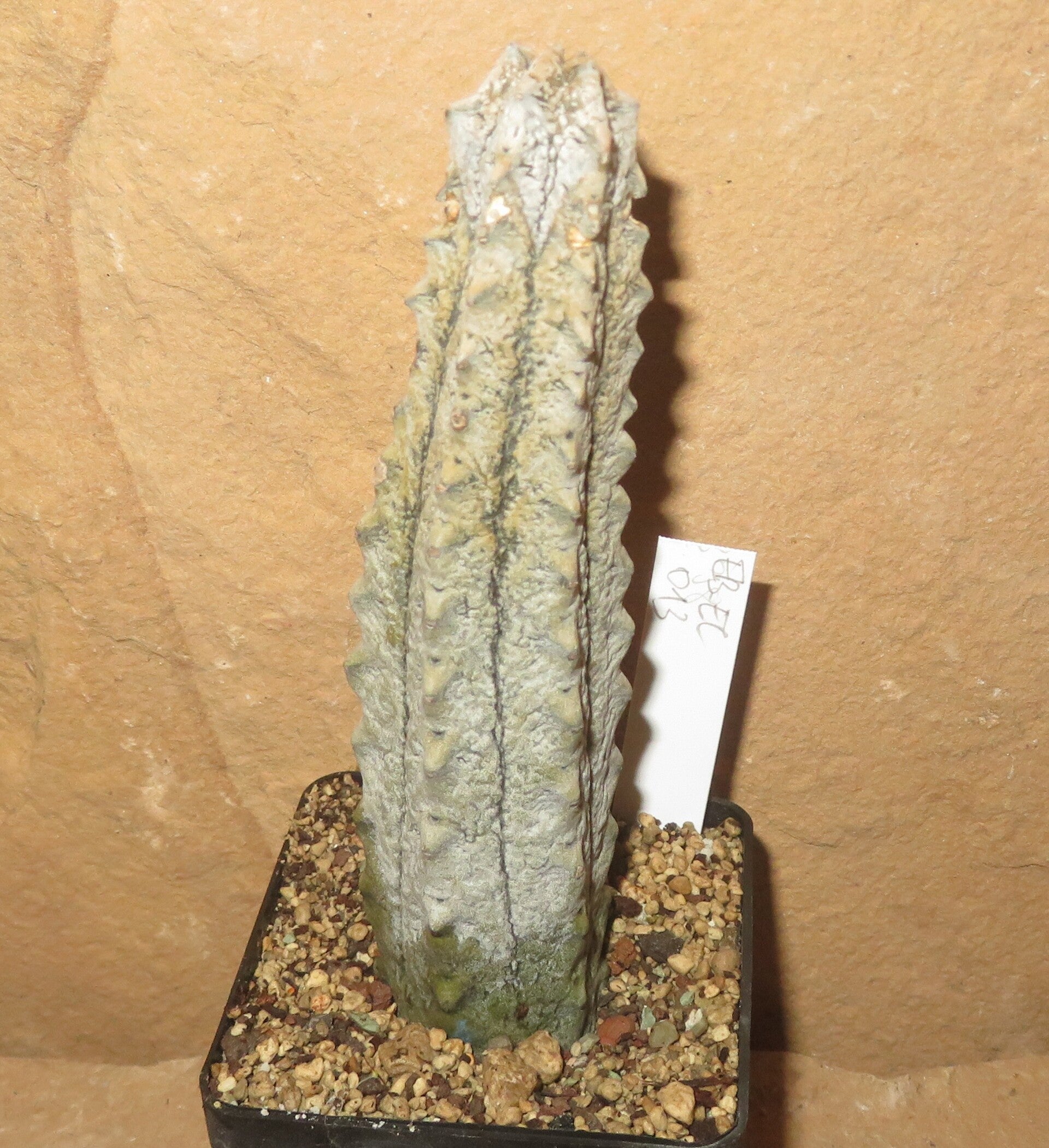 Euphorbia abdelkuri