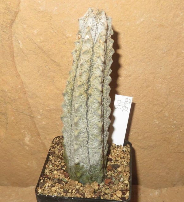 Euphorbia abdelkuri