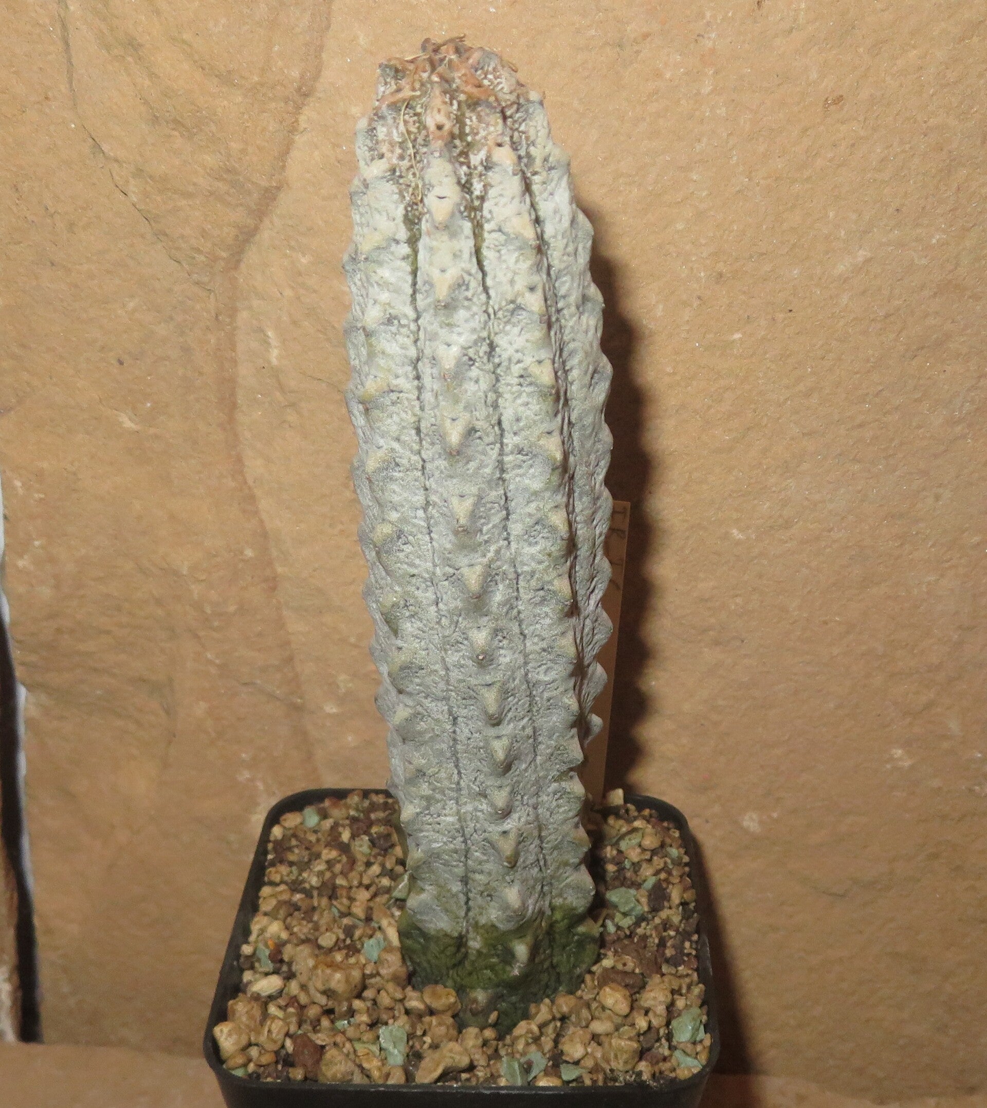 Euphorbia abdelkuri