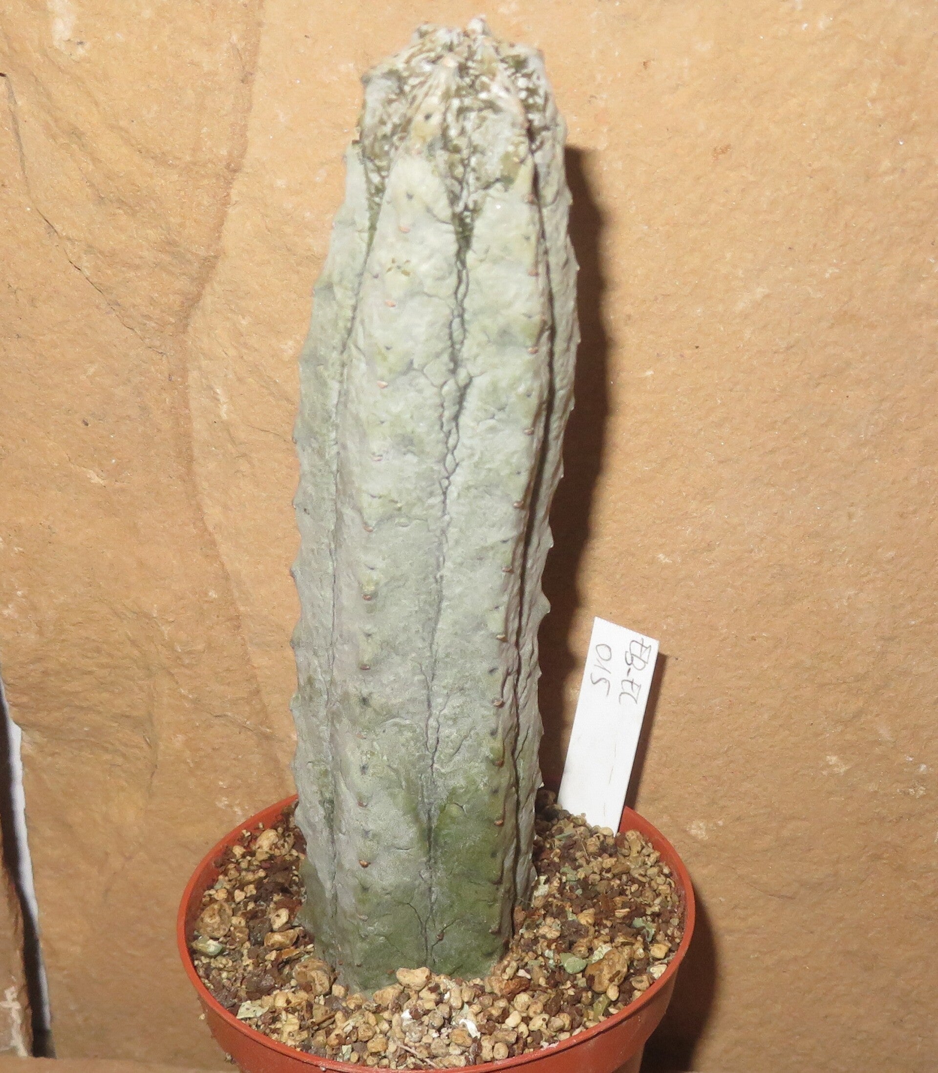 Euphorbia abdelkuri