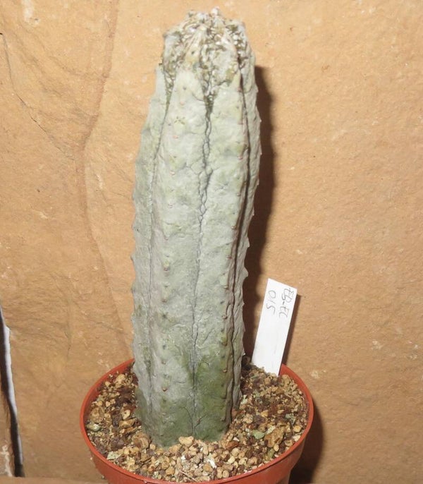 Euphorbia abdelkuri