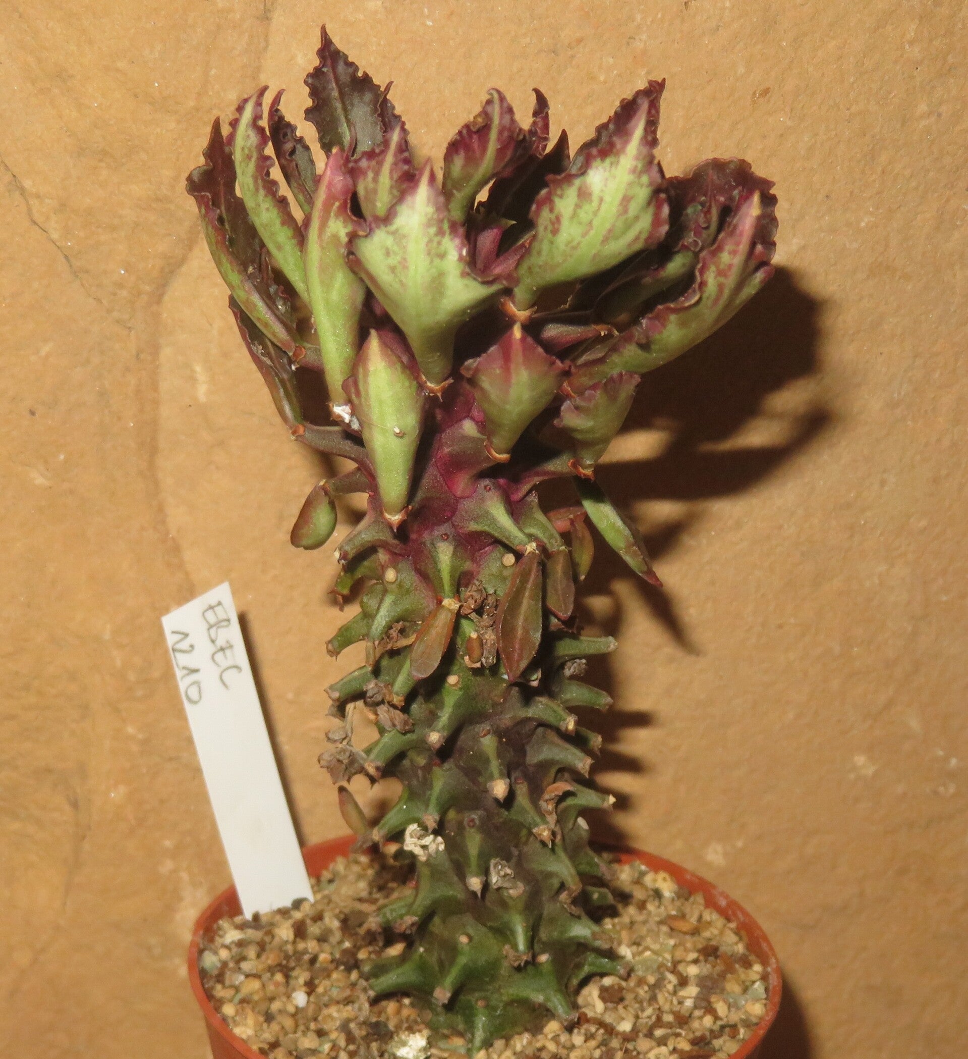 Euphorbia schubei Tanzania Red - Monadenium