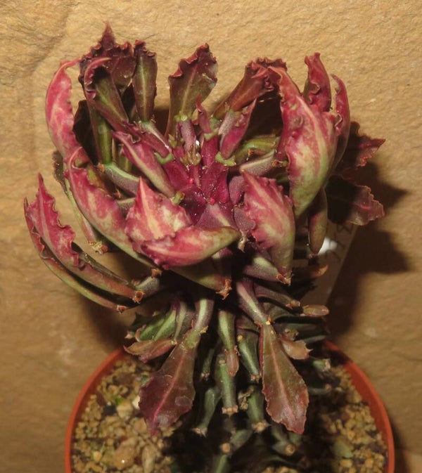 Euphorbia schubei Tanzania Red - Monadenium