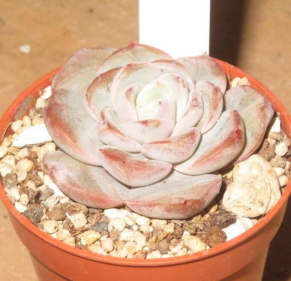 Echeveria cv Jelly Star - 2 Blätter / Blattstecklinge