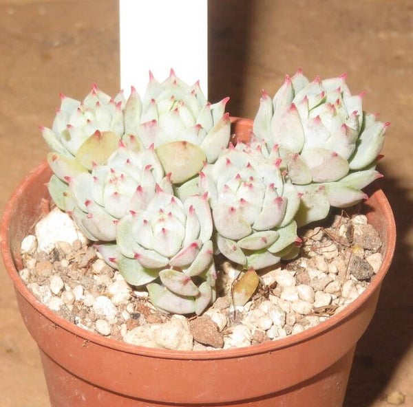 Echeveria derenbergii - 2 Blätter / Blattstecklinge