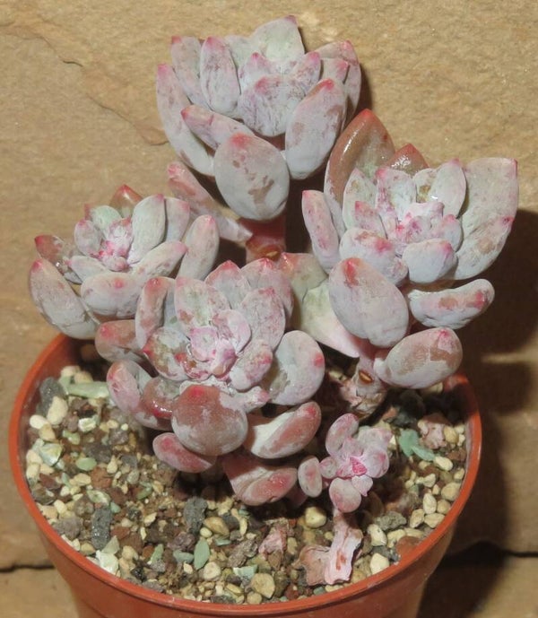 Sedeveria cv Blue Elf monstrosa - 2 Blätter / Blattstecklinge