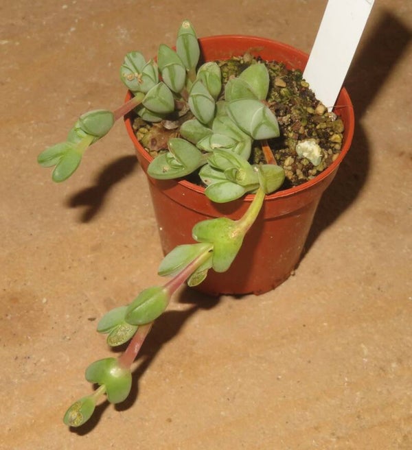 Braunsia maximiliani
