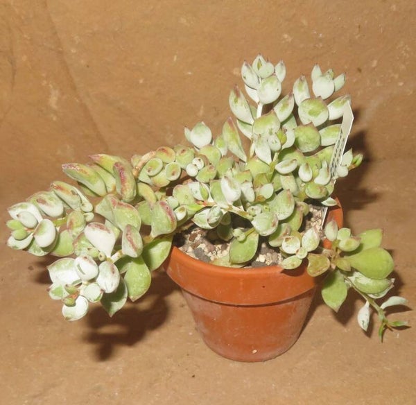 Cotyledon pendens