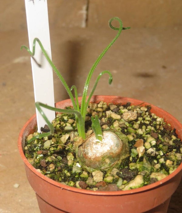 Albuca namaquensis – Bulb / Zwiebel