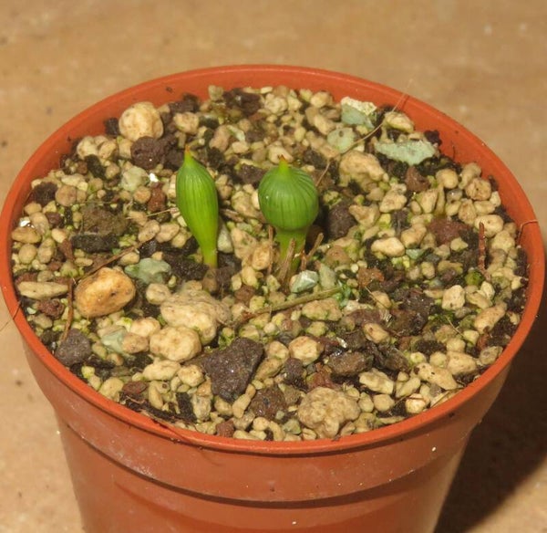 Micranthus tubulosus – Bulb / Zwiebel sehr selten