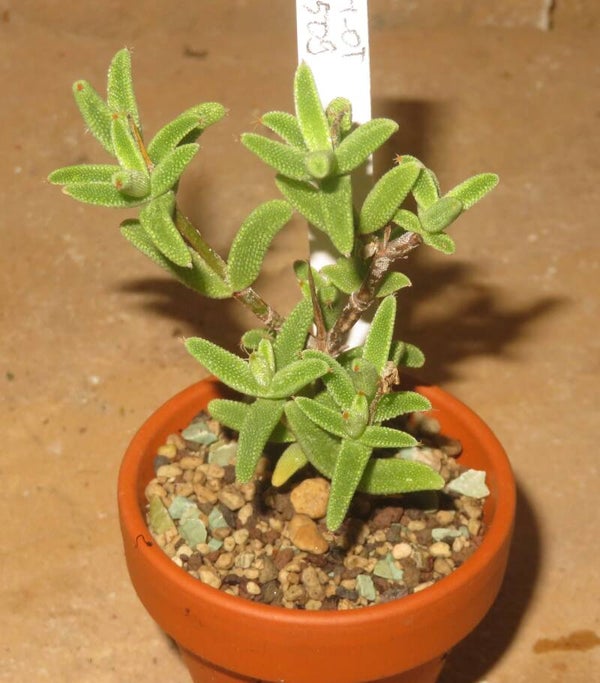Trichodiadema rogersii