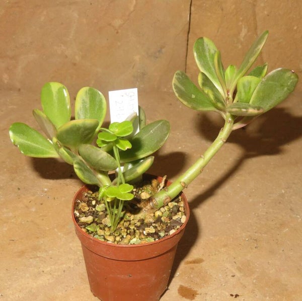 Senecio jacobsenii variegata