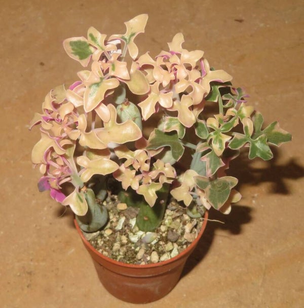 Senecio articulatus variegata - Candlelight
