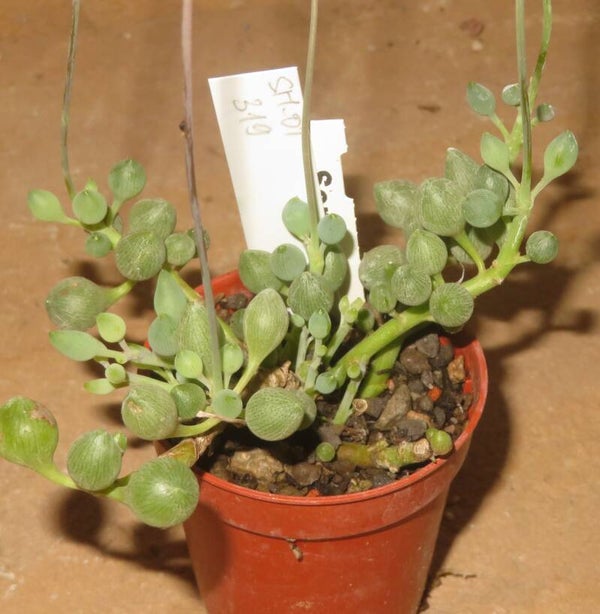 Curio Senecio citriformis String of Tears