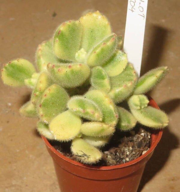 Cotyledon tomentosa variegata