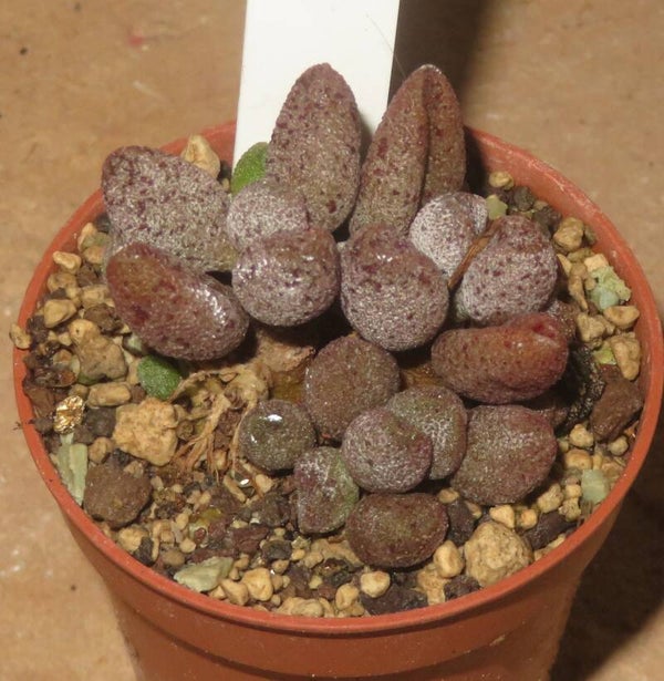 Adromischus marianae cv Silver Fountain