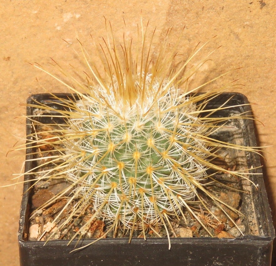 Mammillaria dixanthocentron