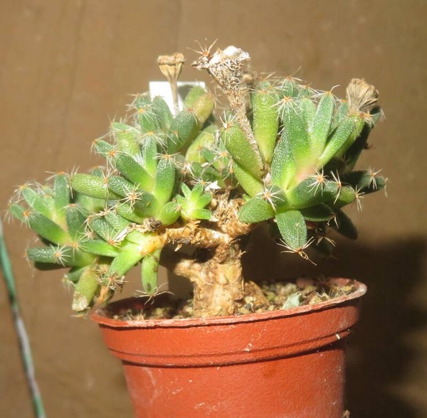Trichodiadema densum - Mittagsblume - Bonsai Caudex Pflanze