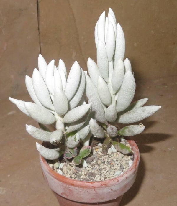 Senecio haworthii