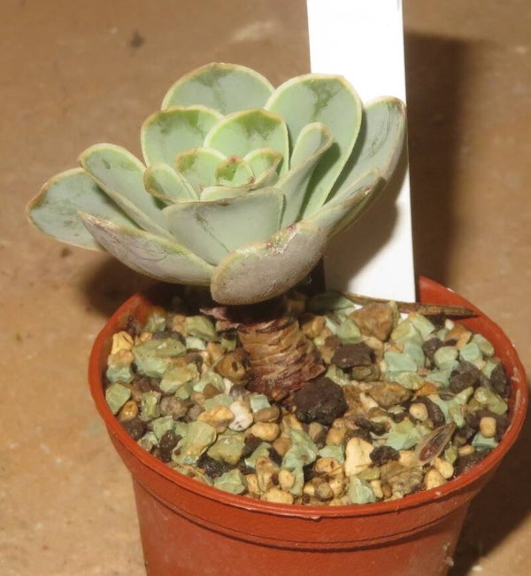 Greenovia Aurea ex El Hierro Pink Mountain Rose - Aeonium