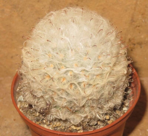 Mammillaria bocasana var splendens