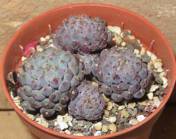 Echeveria setosa v rondelli - 2 Blätter / Blattstecklinge