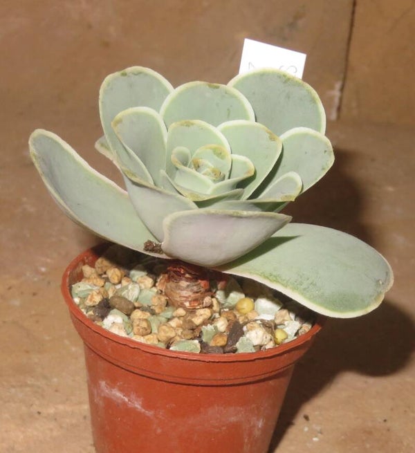 Greenovia Aurea ex El Hierro Pink Mountain Rose
