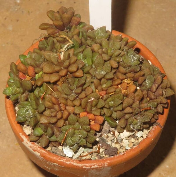 Anacampseros retusa