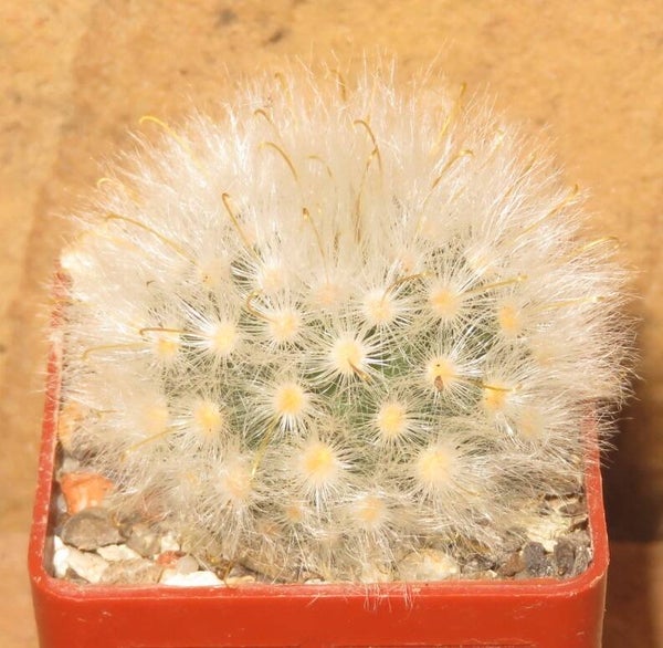 Mammillaria guelzowiana L640 San Francisco de Asis, Durango, Mexico