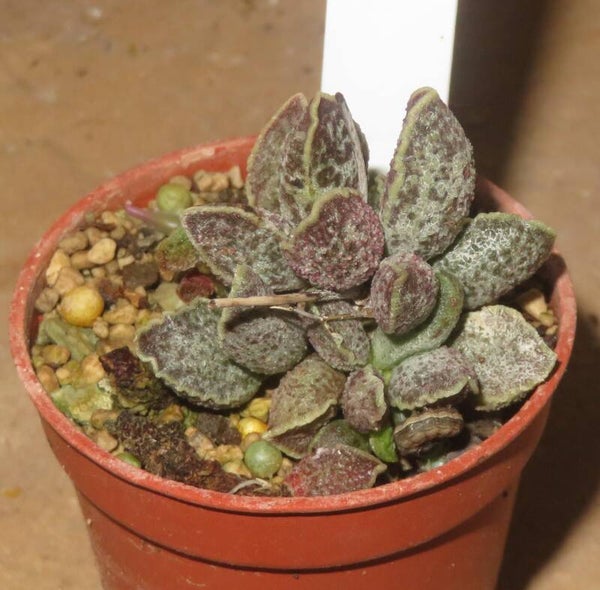 Adromischus marianae hybrid