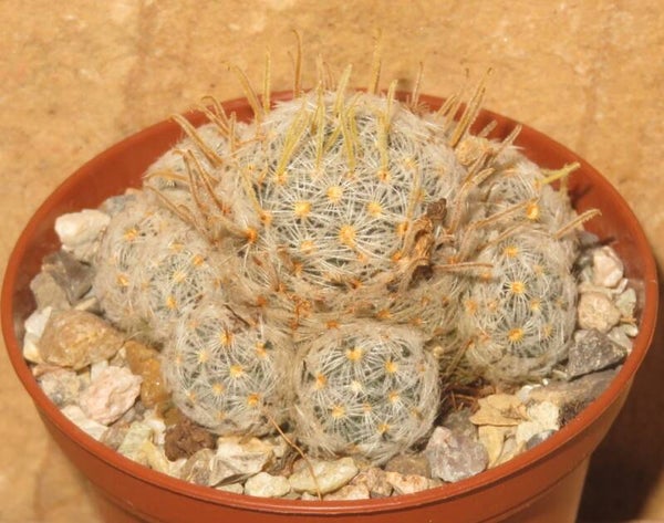 Mammillaria duwei
