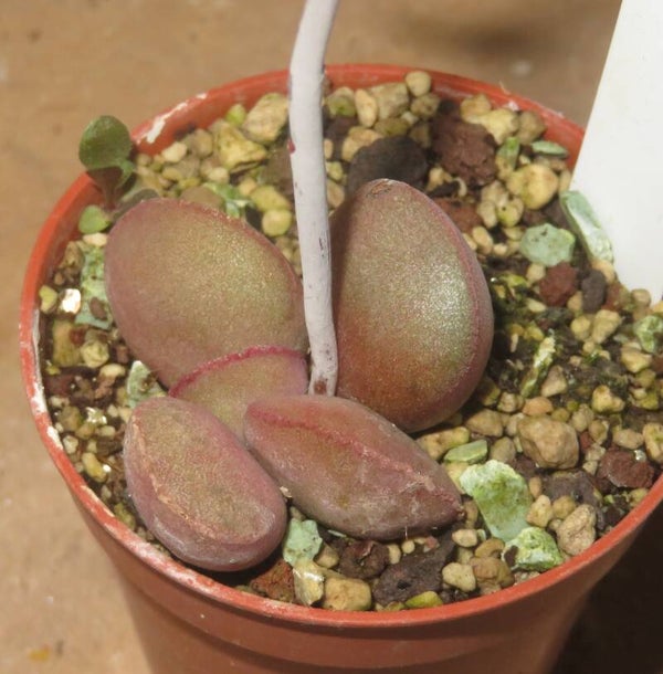 Adromischus marianae var. Halli