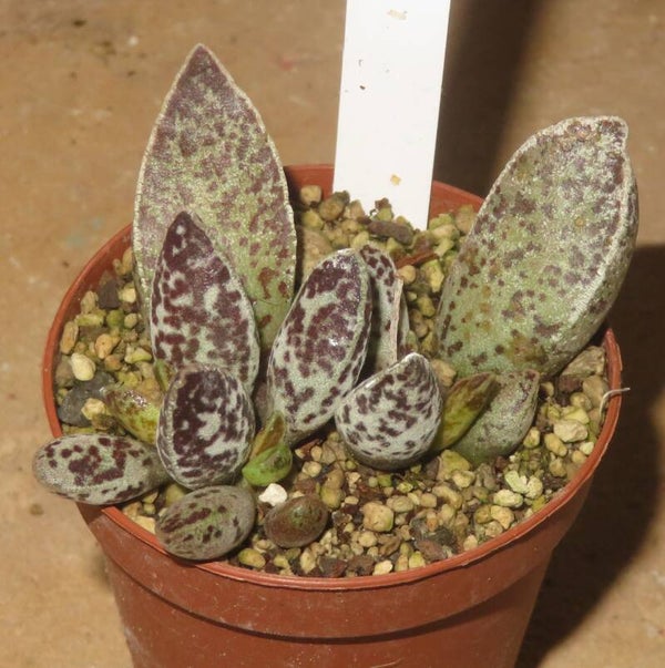 Adromischus marianiae Clanwilliam