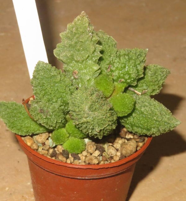 Adromischus marianae cv Lime Drops