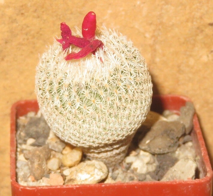 Epithelantha micromeris SB125 Arteagas Canyon, Saltillo, Coahuila, Mexico