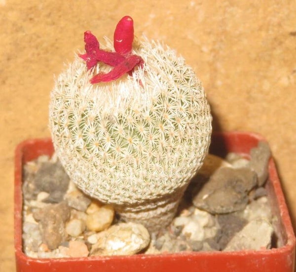 Epithelantha micromeris SB125 Arteagas Canyon, Saltillo, Coahuila, Mexico
