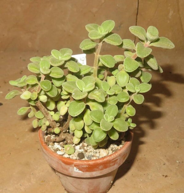 Plectranthus socotranus