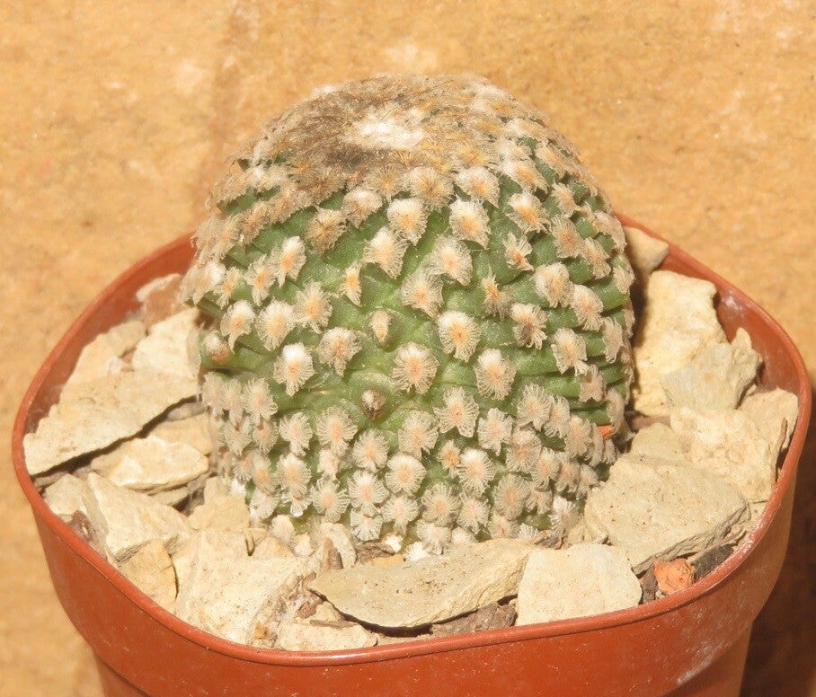 Turbinicarpus Pelecyphora valdeziana v. albiflora MM88 Metahuala SLP Mexico