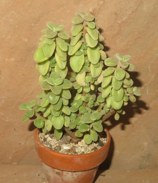 Plectranthus socotranus - Weihrauchpflanze