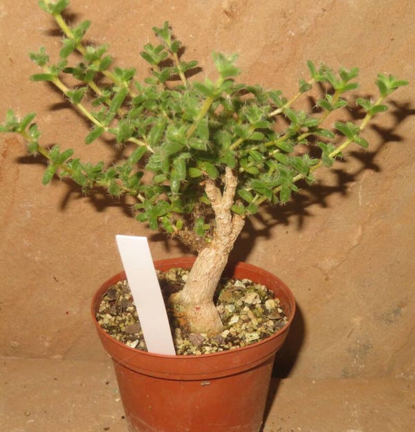 Trichodiadema bulbosum – Caudex Bonsai Mittagsblume - Mesemb