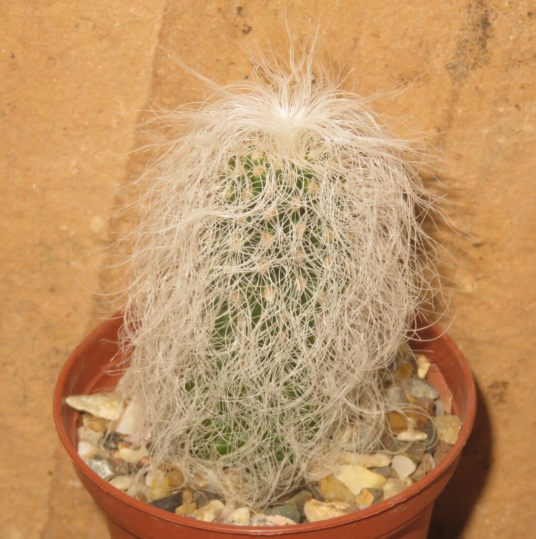 Cephalocereus senilis