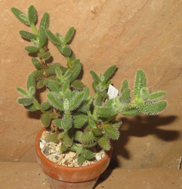 Delosperma echinatum