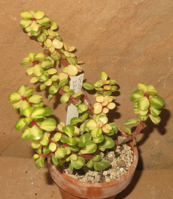 Portulacaria afra Mediopicta variegata